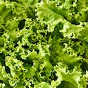 Lechuga.
