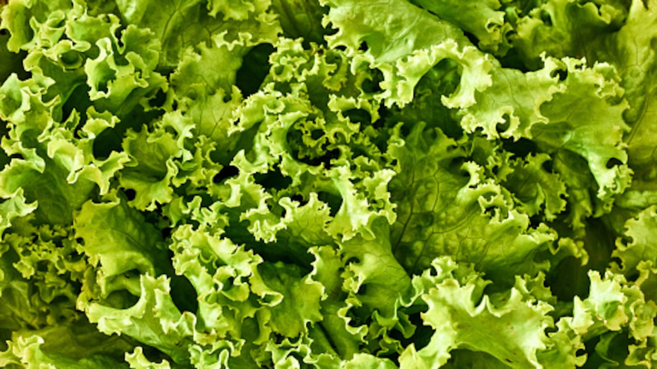 Así puede preparar el té de lechuga para dormir mejor.