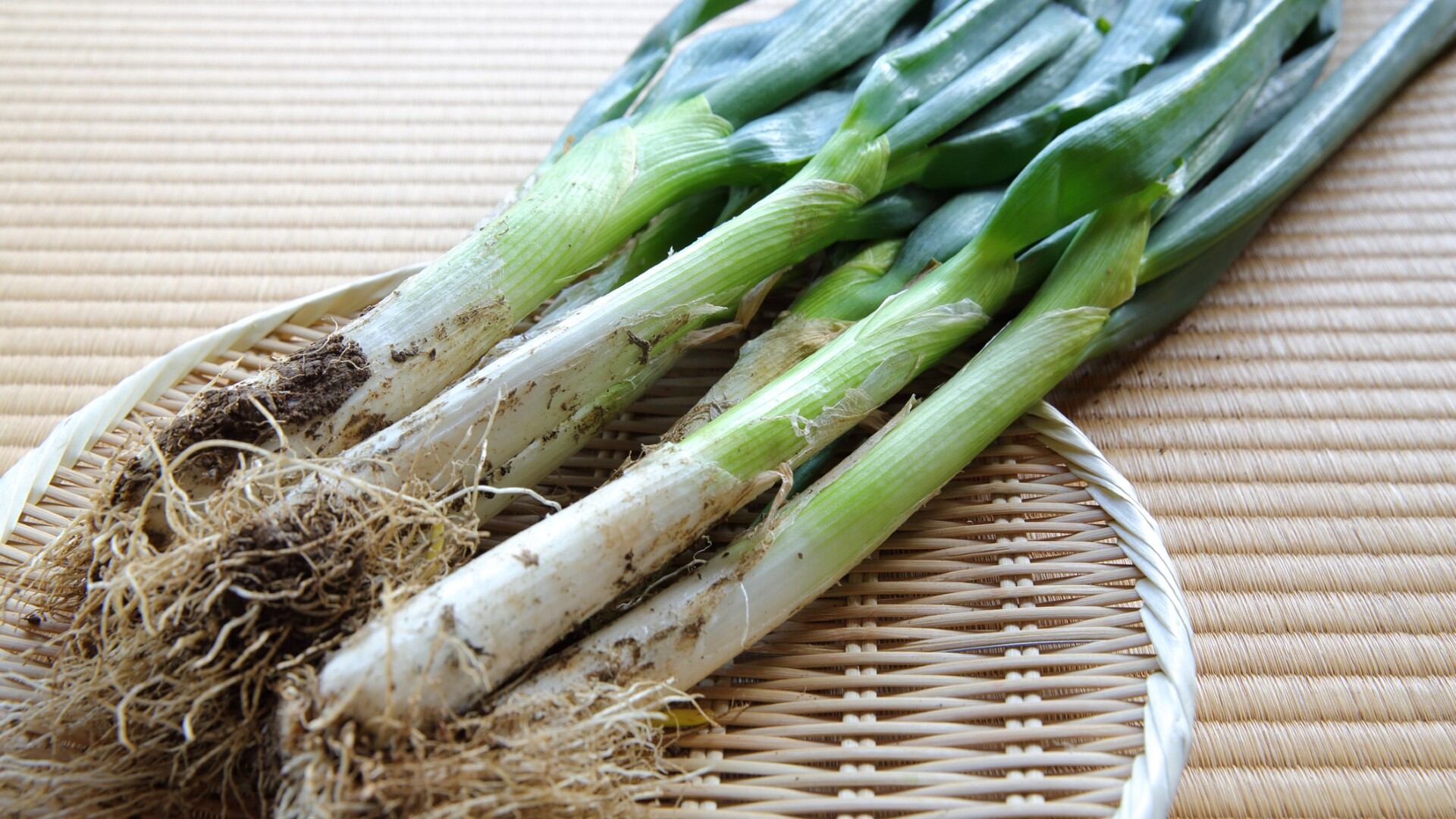 La cebolla larga es una de las hortalizas populares de la gastronomía colombiana.