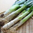 La cebolla larga es una de las hortalizas populares de la gastronomía colombiana.