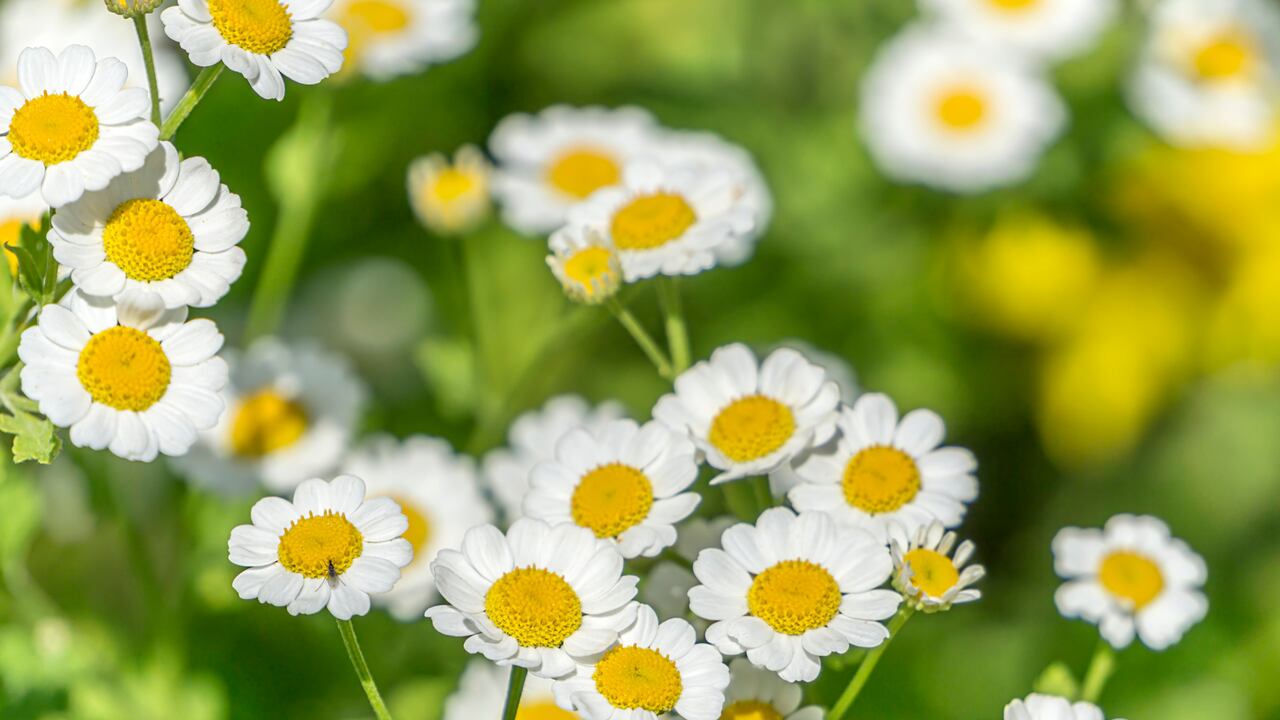 La manzanilla es una planta a la que se le atribuyen beneficios medicinales y energéticos.
