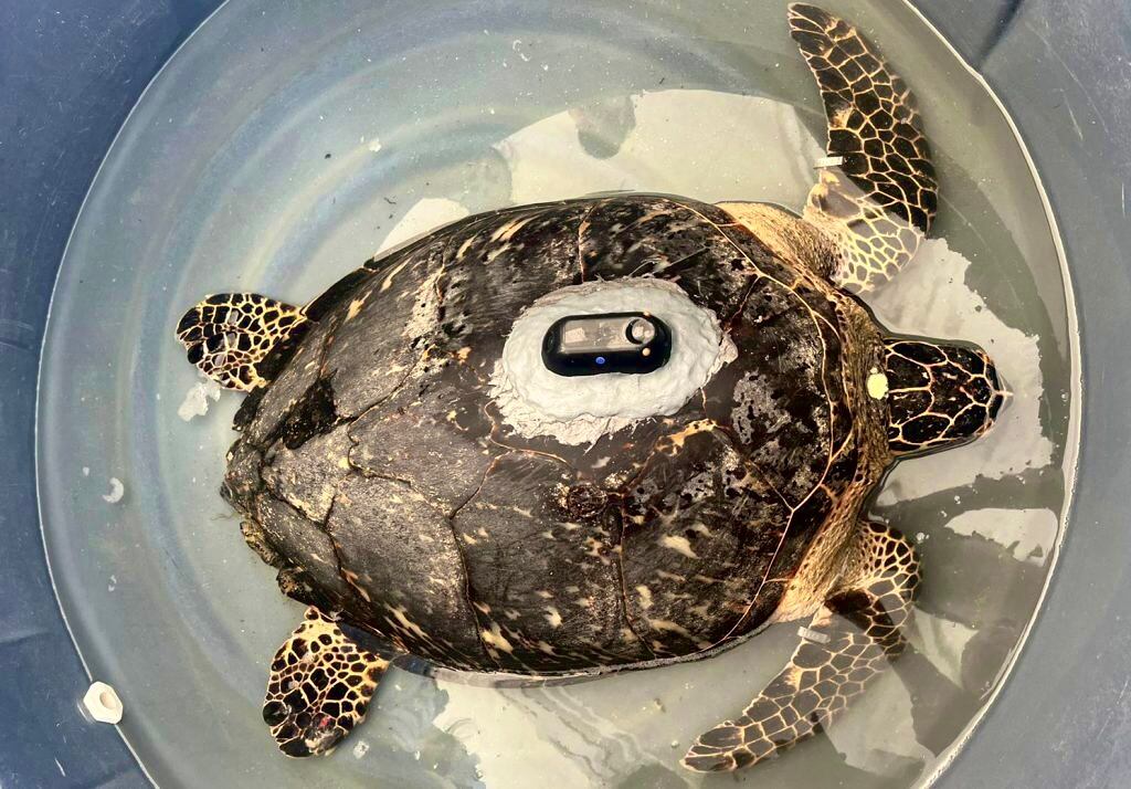 Desde la entidad hicieron el llamado a pescadores y buzos “a contribuir con el cuidado de esta especie".