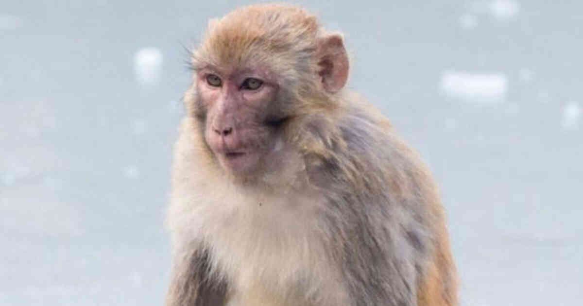 El Mono Rhesus o 'macaco' es una de las especies que hizo parte de las  pruebas de ensayo de vacunas contra el coronavirus. 