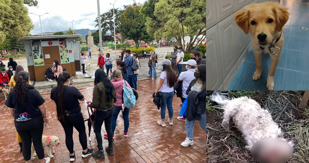 Los habitantes de Chía que se mostraron indignados con la forma cruel en la que fueron tratadas estas mascotas, se reunieron en un plantón el pasado 10 de julio a las 2:30 p.m. en el parque principal del municipio, donde le brindaron un último adiós y homenajes a Dante.