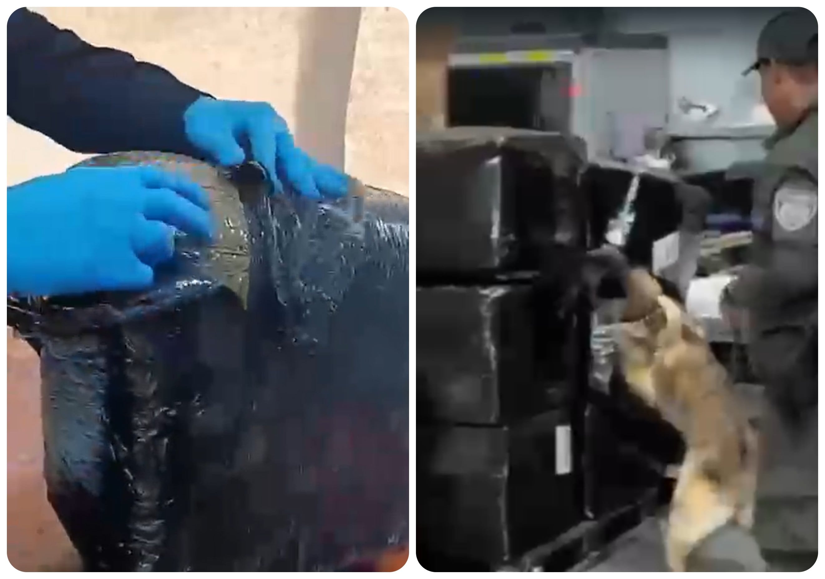 París, la canina que rastreó 20 kilos de droga hacia Soacha