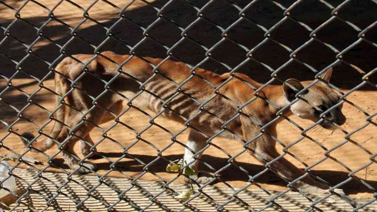 Un puma desnutrido camina en su jaula en el zoológico de Maracaibo, estado Zulia en Venezuela