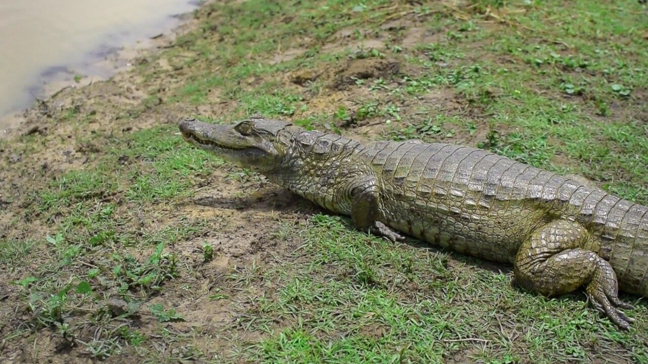 Animales liberados en Colombia