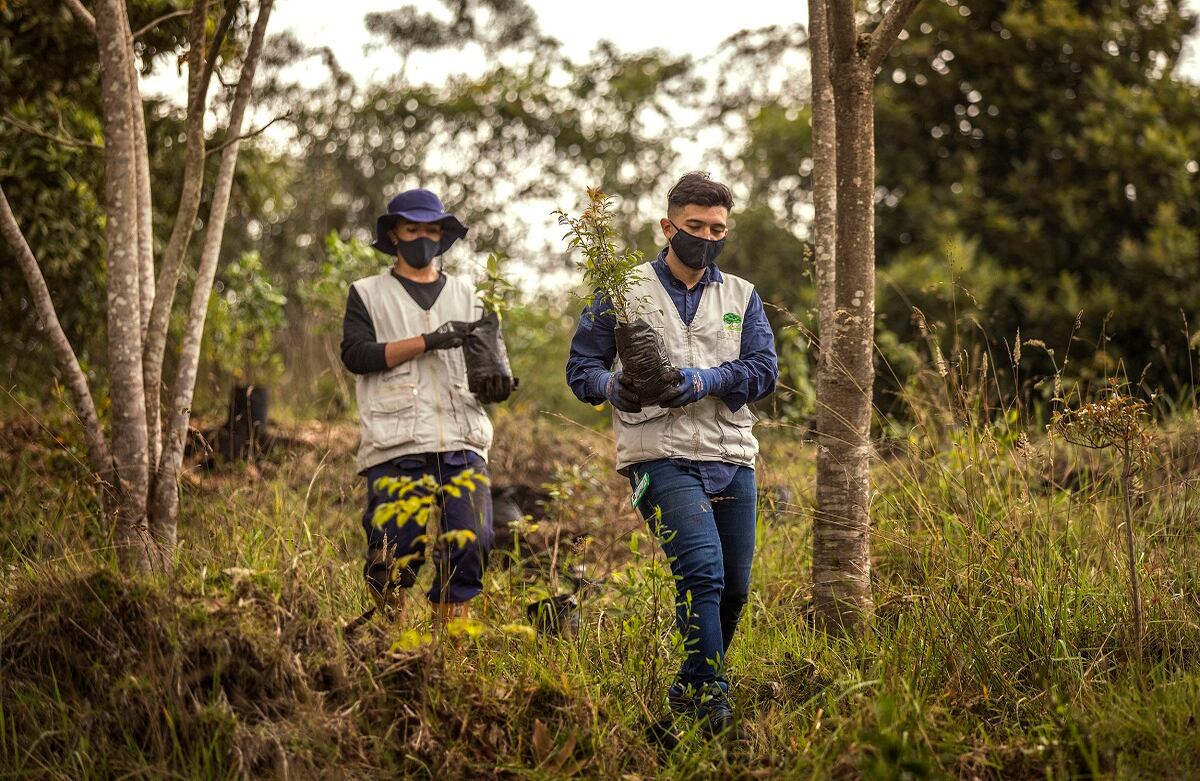 Siembra de árboles de Fundación Coca-Cola por CAEM, en la reserva La Poma, al sur de Bogotá.