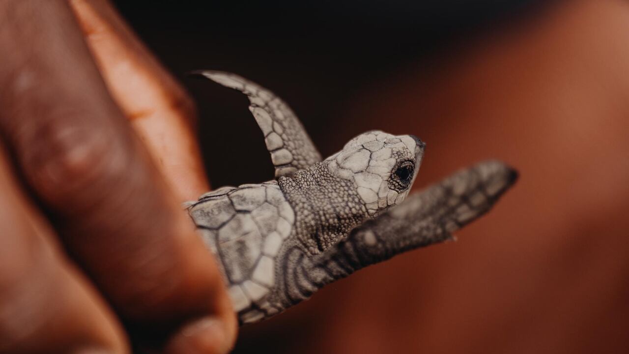 Tortugas del pacífico