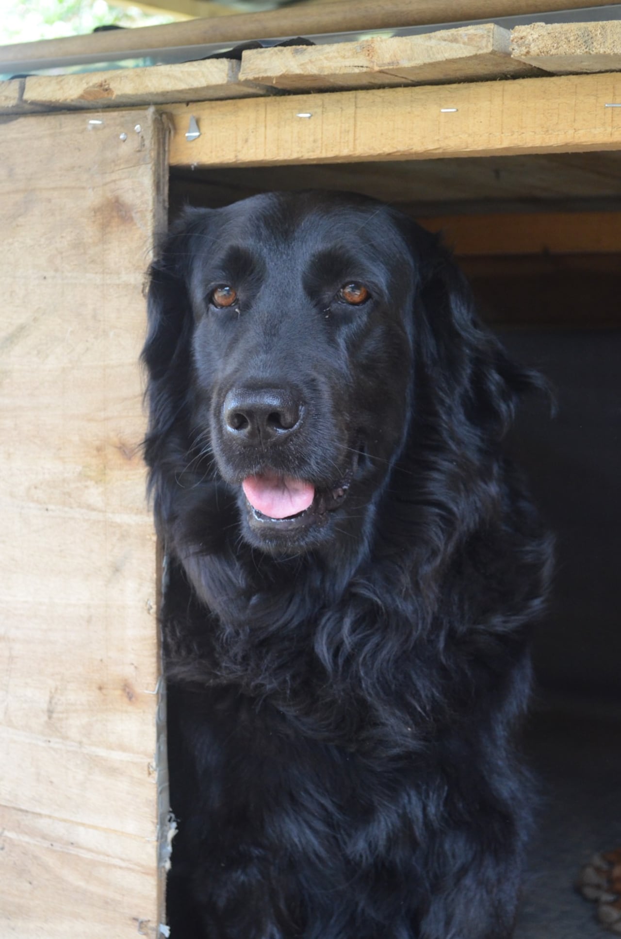 Ella era Luna, la perrita de raza retriever que falleció por la alborada en Rionegro, Antioquia.
