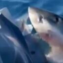 Ataque tiburón a una familia