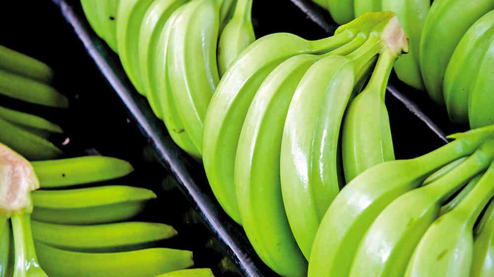 Entre el Magdalena y La Guajira está la única zona bananera donde se produce banano orgánico. En total existen 2.720 hectáreas sembradas.