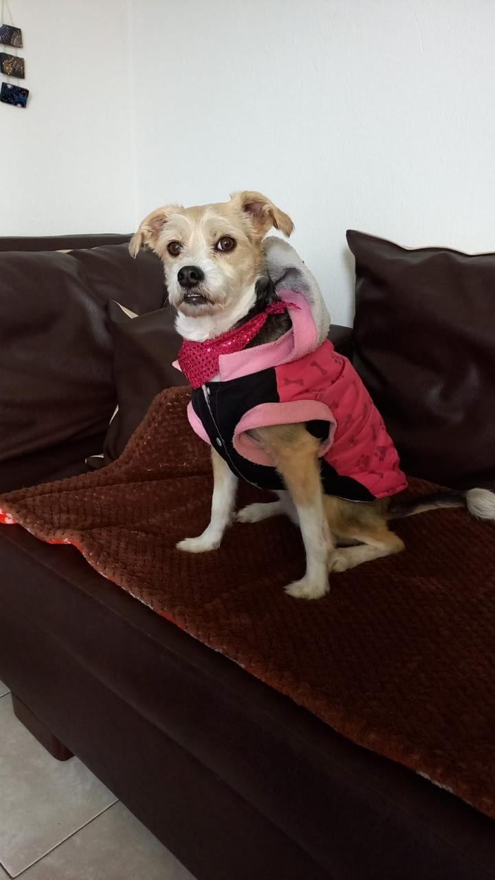 Conny, perrita desaparecida en Bogotá