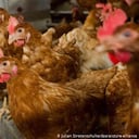 La gripe aviar es un virus altamente patógeno que principalmente afecta a las aves. Foto: Julian Stratenschulte vía DW.