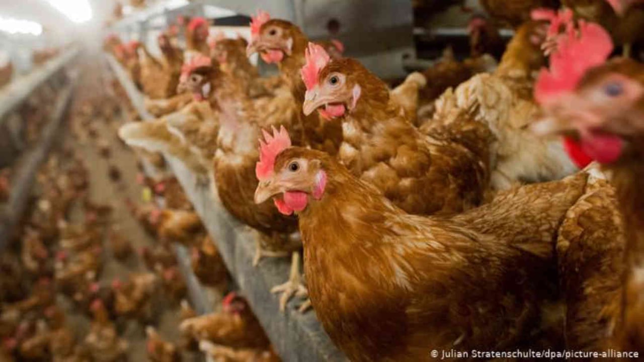 La gripe aviar es un virus altamente patógeno que principalmente afecta a las aves. Foto: Julian Stratenschulte vía DW.