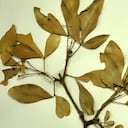 La planta fue identificada como parte de la familia Rutaceae.