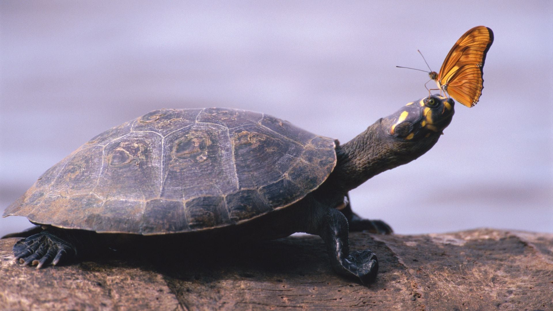 Imagen de referencia de tortuga junto con una mariposa.