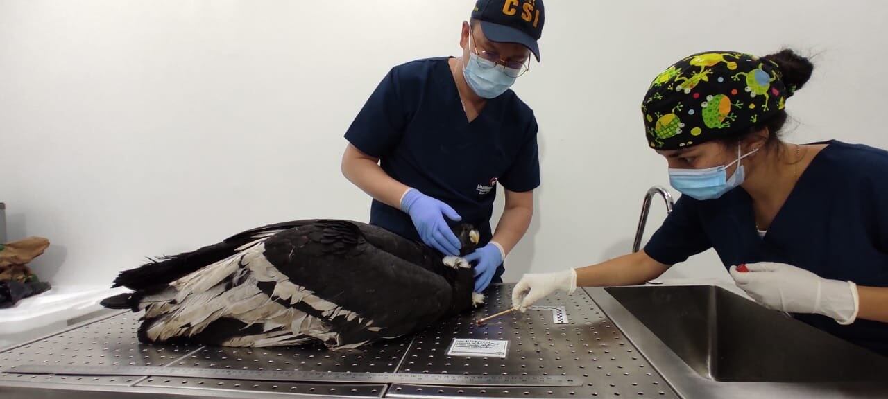 Análisis de cóndores muertos en Santander