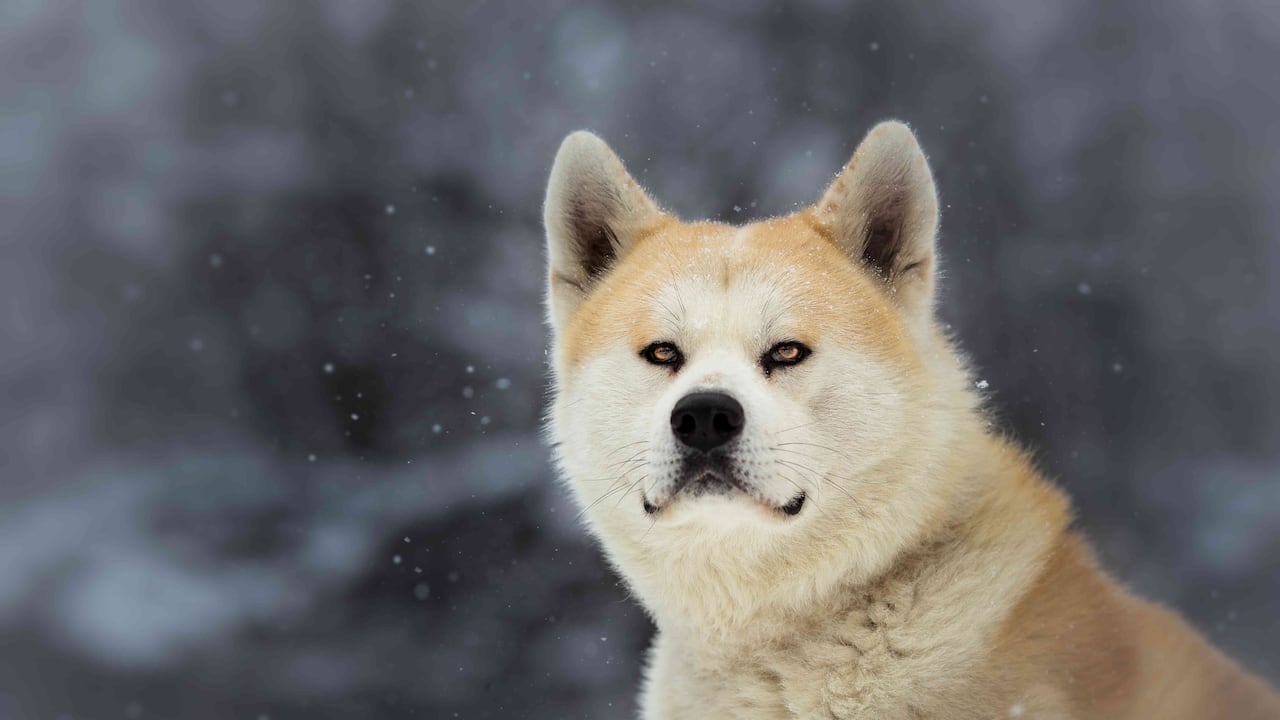 Se le considera una de las razas más antiguas.