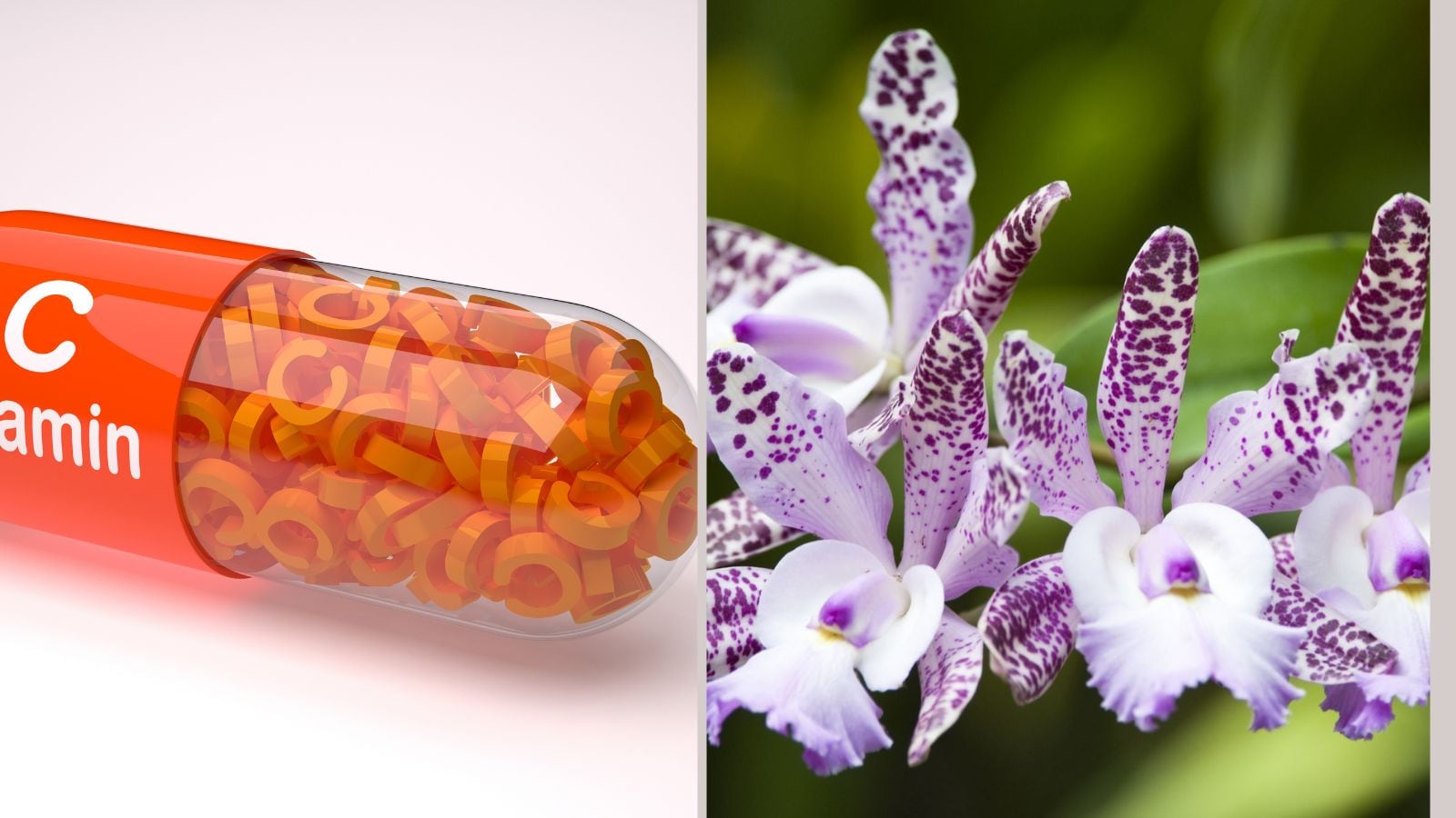 La vitamina C hará que sus orquídeas florezcan