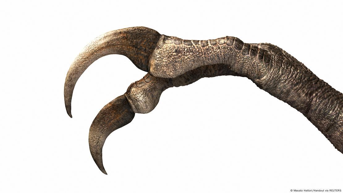 La reducción de dedos en dinosaurios como Duonychus y el Tyrannosaurus rex plantea nuevas preguntas sobre la evolución de sus extremidades.