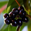 Mucha gente desconoce que una simple fruta puede ser la clave para mantener alejadas las cucarachas de la cocina.