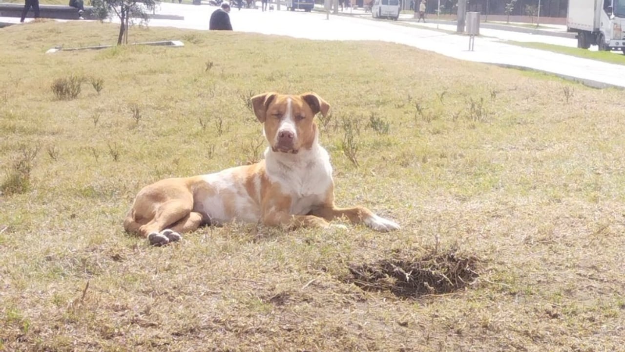 El animal se convirtió en el nuevo amor de Amparo Grisales.