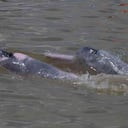Ya son 11 los delfines a los que se les hace un seguimiento a través de los ríos Guayabero, Meta, Amazonas y Orinoco. Foto: Fundación Omacha