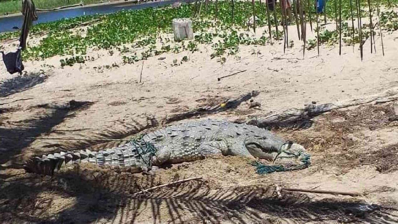 El animal tenía plástico y nylon enredado en sus dientes, lo que le impedía consumir alimentos. Foto: Corpoguajira