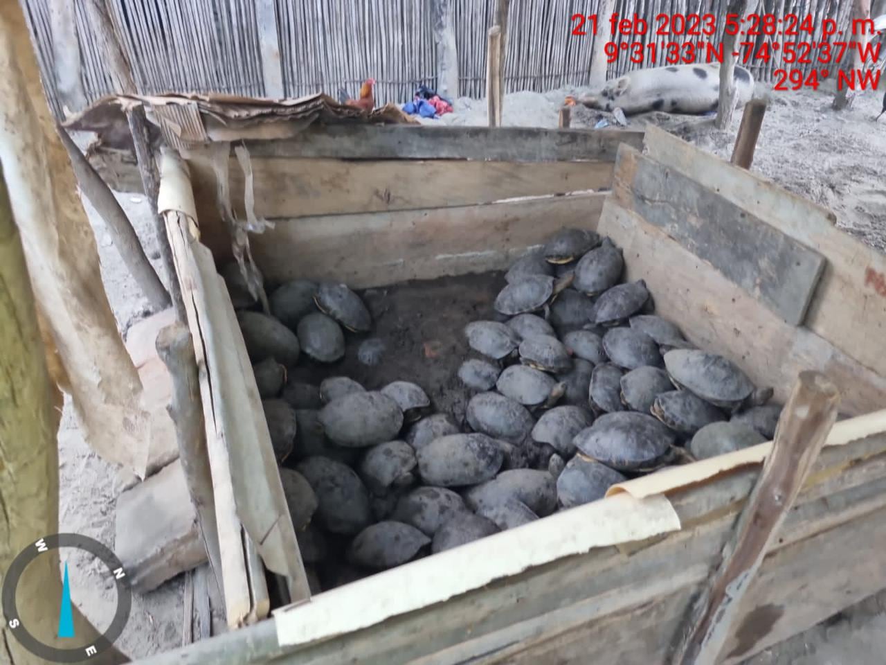 Animales silvestrtes que pensaban vender en cuaresma como alimento