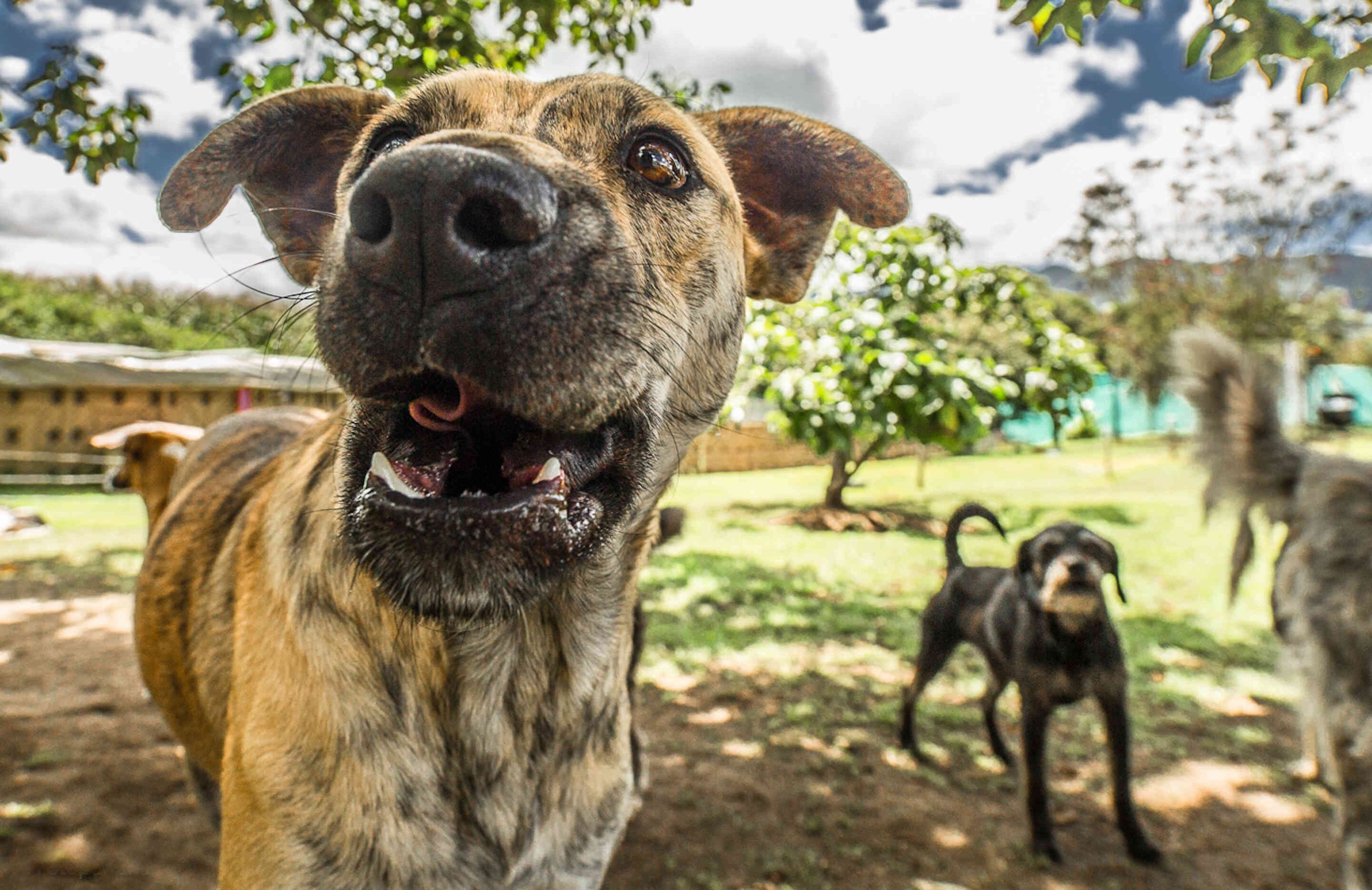 Pacheco y Lucas ya tienen nuevos hogares