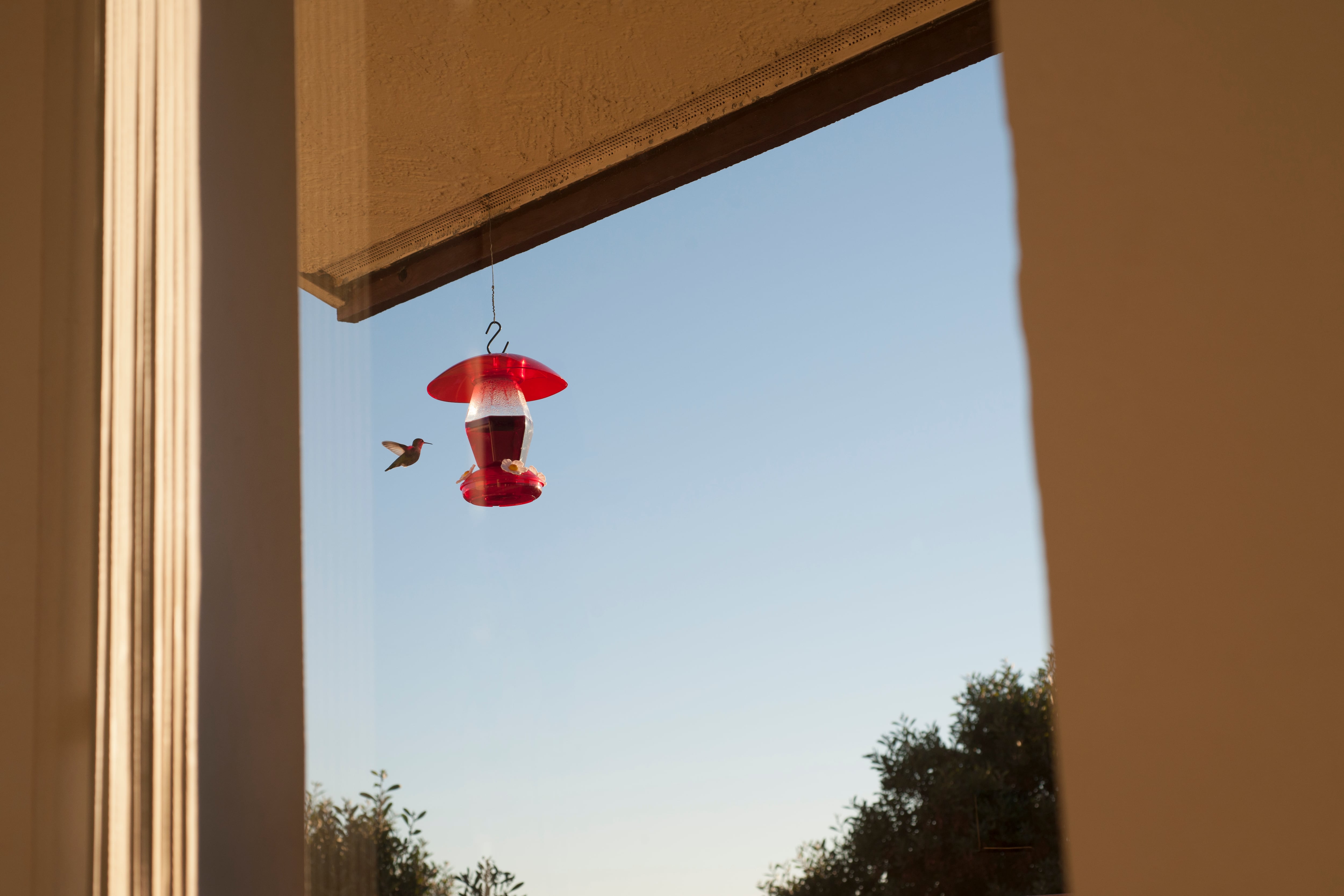 Los pájaros pueden entrar en una casa por accidente.