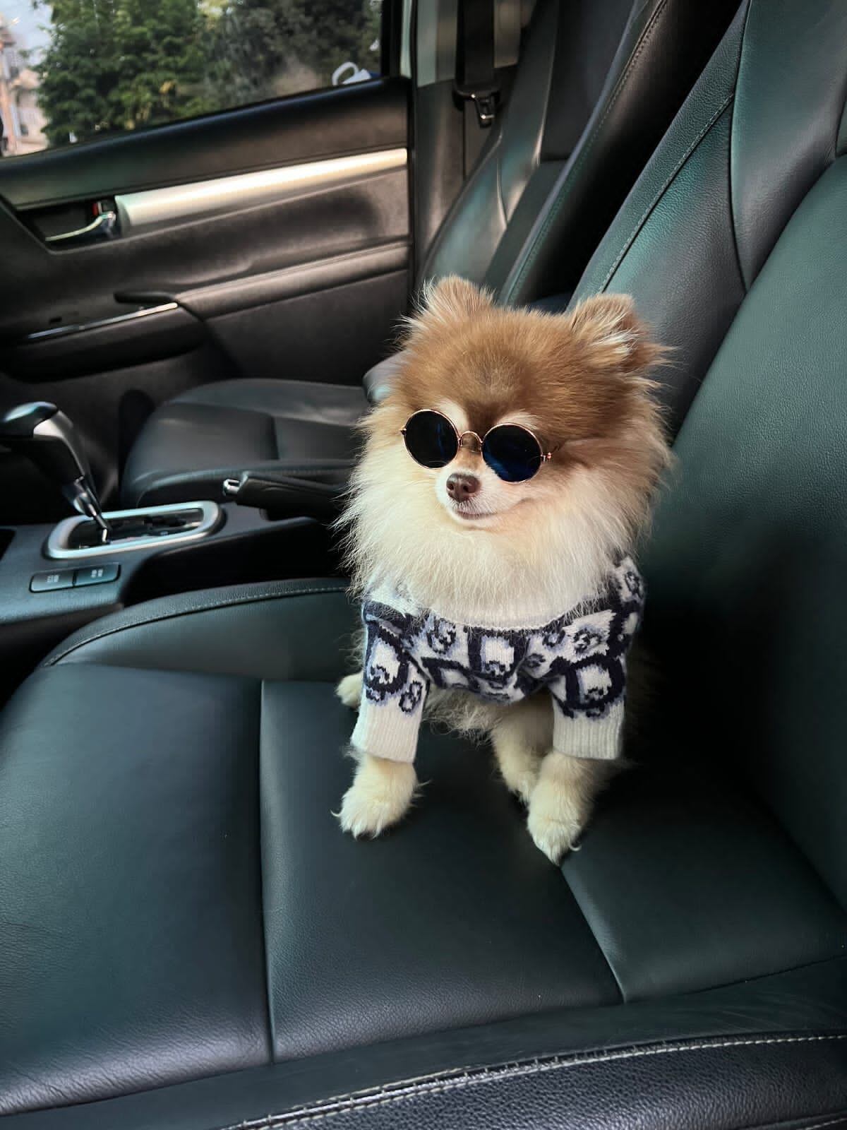 Bentley, el perro sensación de las redes