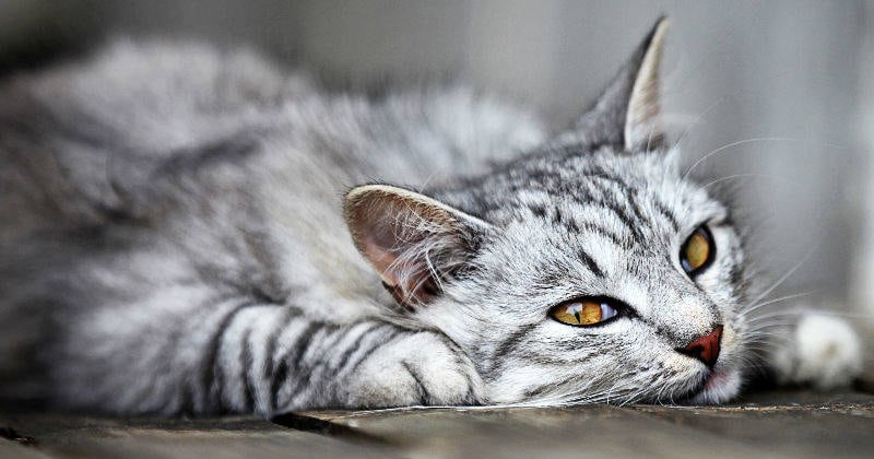 Otra señal temprana aparece cuando el felino deja de acicalarse con frecuencia.