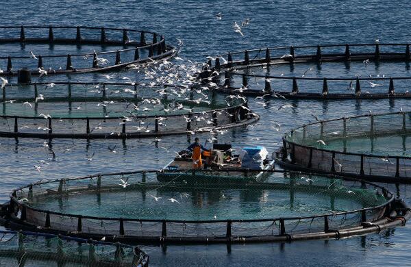 Un trabajador alimenta a los peces mientras las gaviotas vuelan sobre el estanque de la isla Corfu en Grecia. (AP)