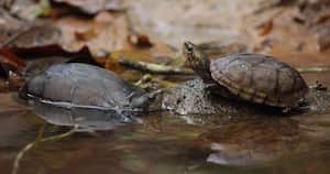 Varias especies de tortugas regresaron a su hábitat natural luego de haber sido rescatadas y recuperadas por las autoridades. Foto. Secretaría de Ambiente de Bogotá.