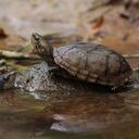Varias especies de tortugas regresaron a su hábitat natural luego de haber sido rescatadas y recuperadas por las autoridades. Foto. Secretaría de Ambiente de Bogotá.