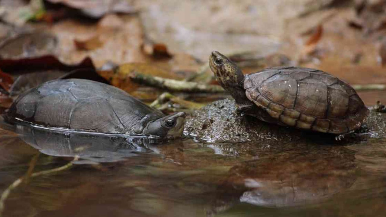 Varias especies de tortugas regresaron a su hábitat natural luego de haber sido rescatadas y recuperadas por las autoridades. Foto. Secretaría de Ambiente de Bogotá.
