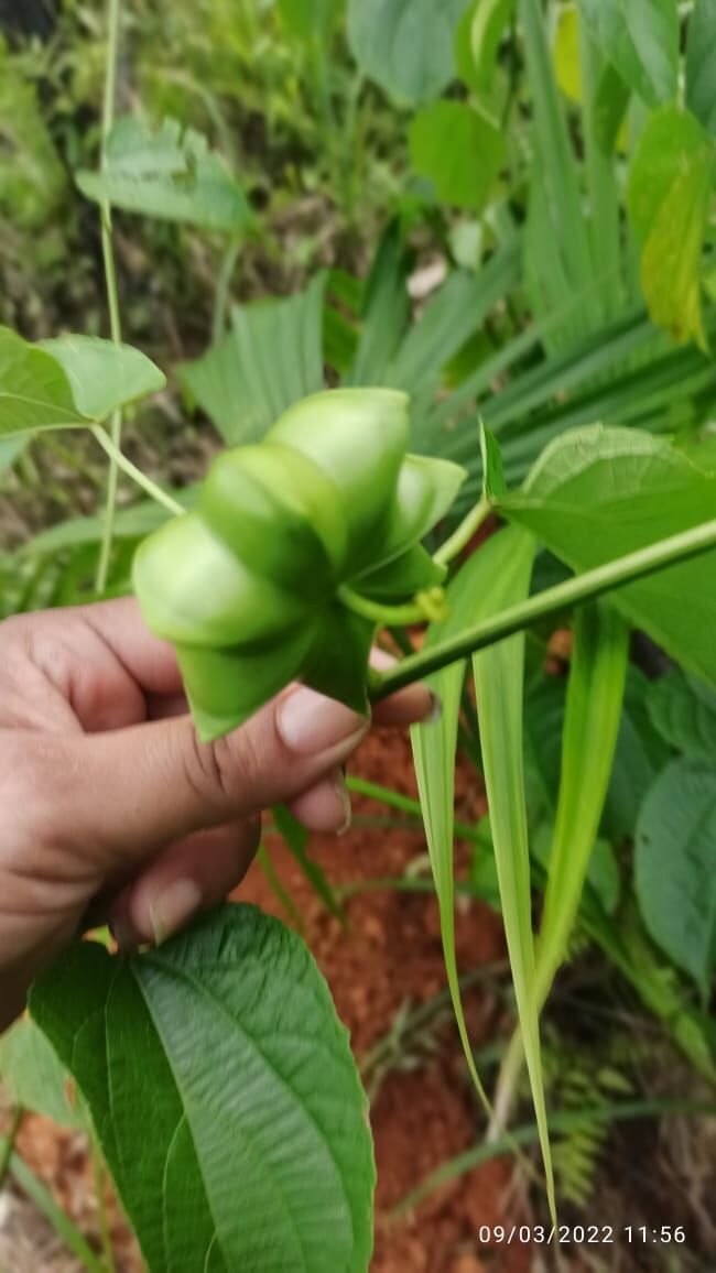 Cultivo de sacha inchi en el Putumayo