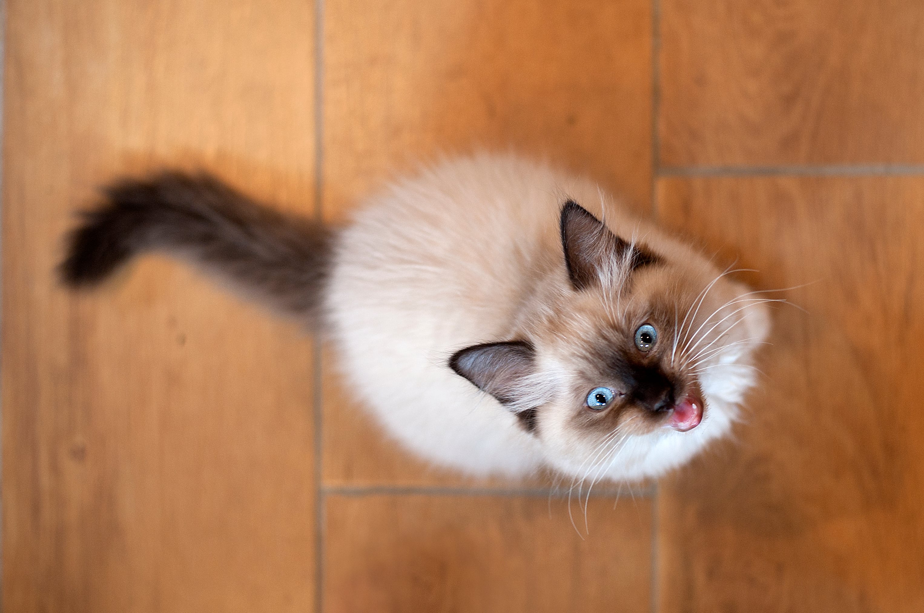 Gato maullando