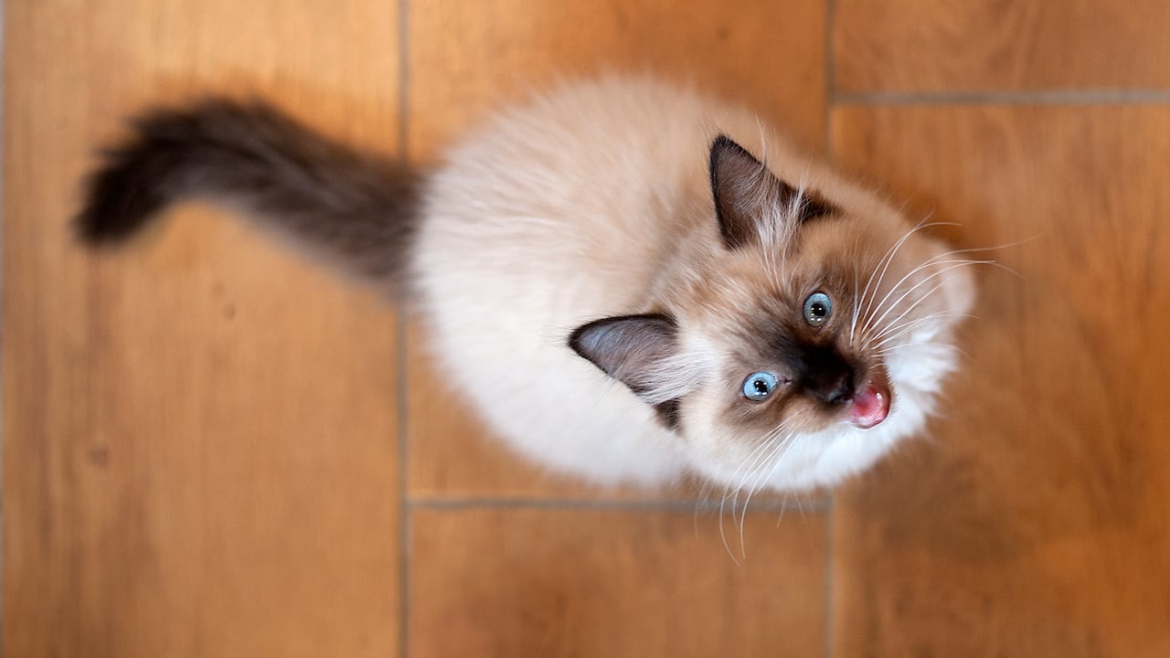 Los gatos emiten diferentes maullidos con los que se comunican.