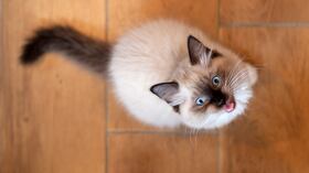Gato maullando