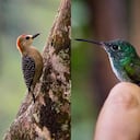 Colombia es el país con mayor cantidad de especies de aves en el mundo. Por primera vez un mapa revela la distribución de estos animales en el territorio nacional. Fotos: Felipe Villegas (Instituto Humboldt).