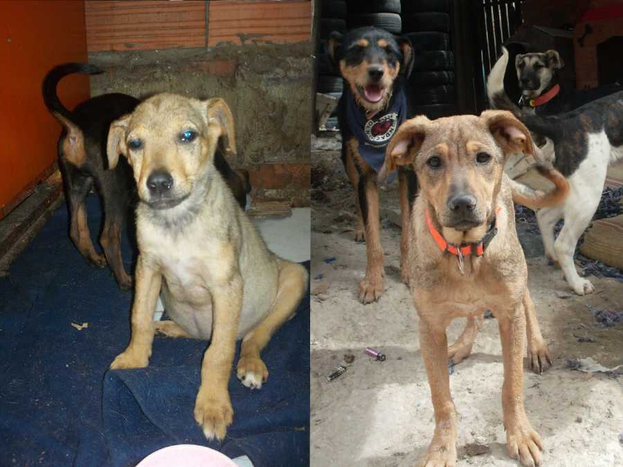 Cuando adopte un perro tenga en cuenta que  su adaptación puede durar desde pocas semanas hasta medio año