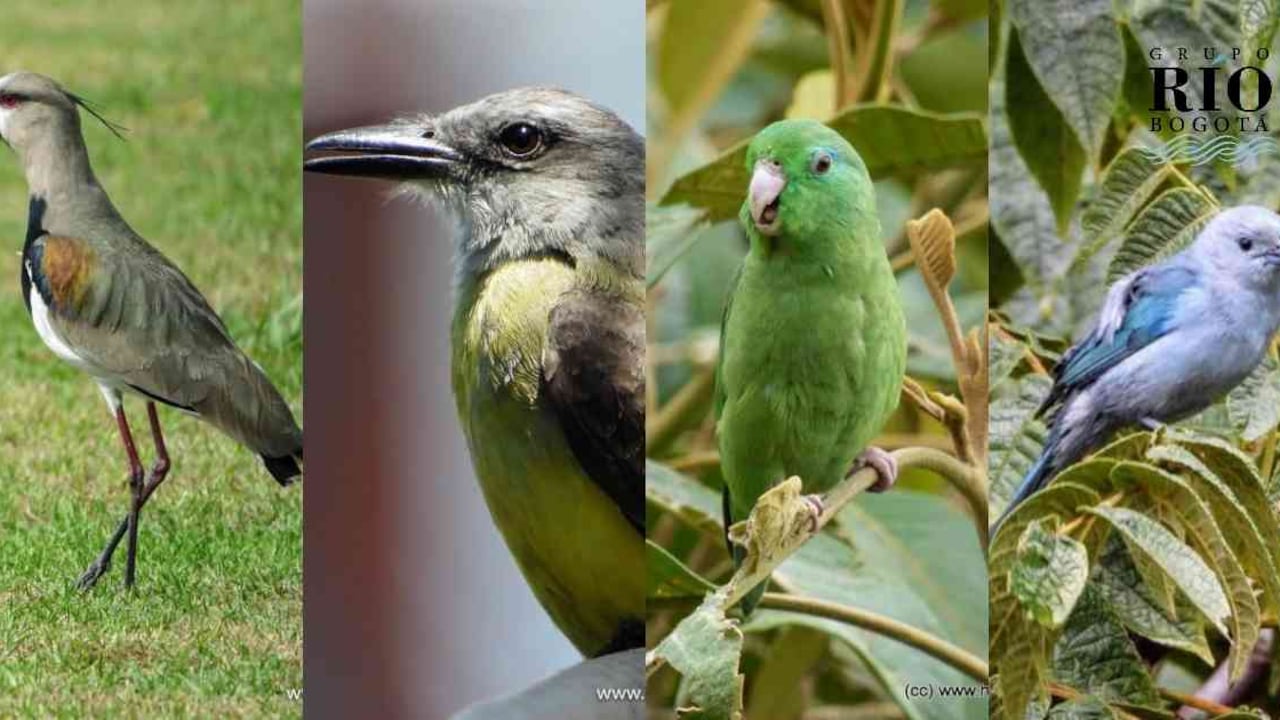 Alcaraván, sirirí, periquito de anteojos y azulejo, aumentan su población en los humedales de la capital. Fotos: Fundación Humedales Bogotá.