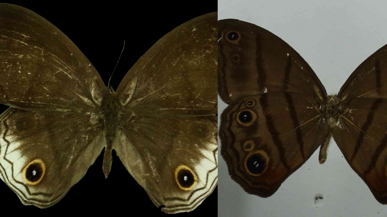 Omacha y Colombeia, dos nuevos géneros de mariposas para la ciencia. Fotos: Gonzalo Andrade.