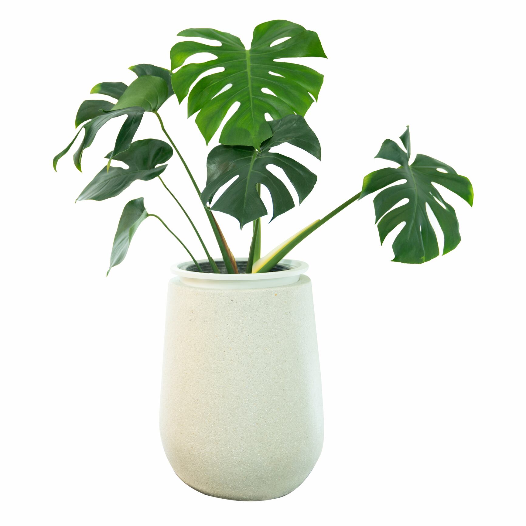 Decorative monstera tree planted white ceramic pot isolated on white background.
