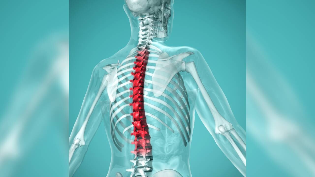 La columna vertebral es la estructura ósea compuesta por vértebras que recubre y protege la médula espinal y el sistema nervioso,