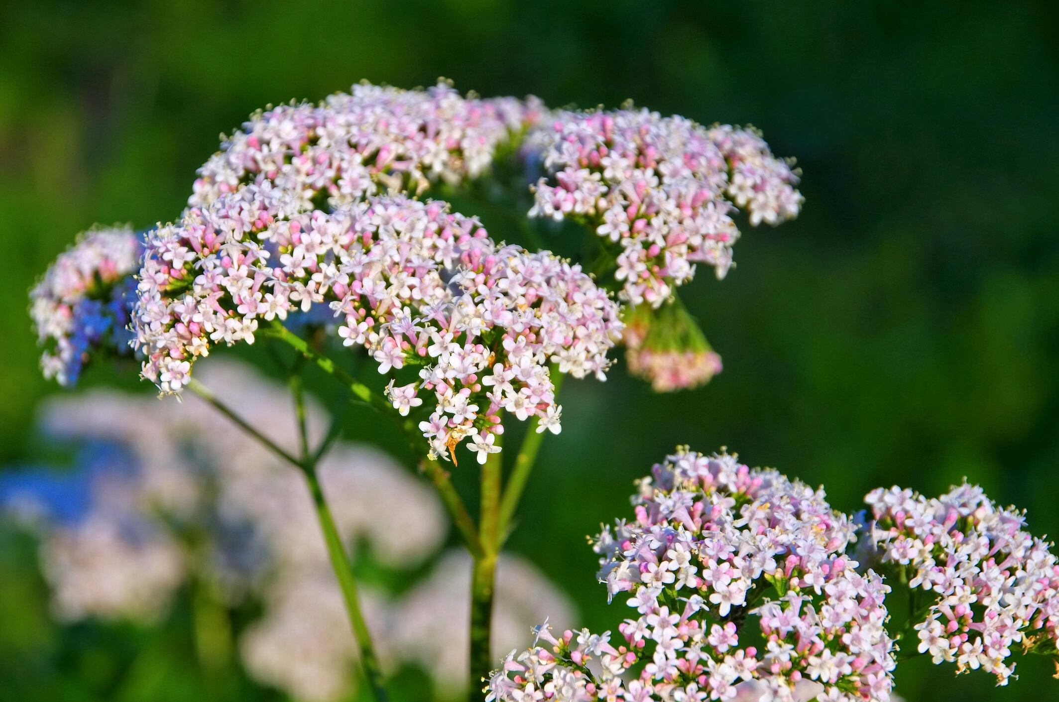 Valeriana