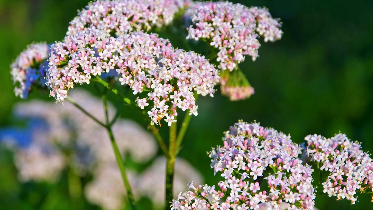 La valeriana está contraindicada para mujeres embarazadas.